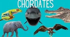 Main Classes of Chordates - Amphibians- Reptiles -Mammals- Birds -Fish