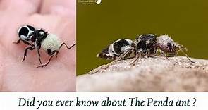 Documentary| Did you ever know about Panda Ant ? Not Panda + Ant