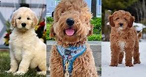Goldendoodle | Funny and Cute dog video compilation in 2022