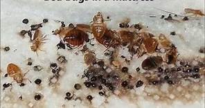 How to Tell If You Have Bed Bugs | What Do Bed Bugs Look Like