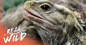 Tuatara: The Ancient Reptile That Outlived The Dinosaurs | Modern Dinosaur | Real Wild