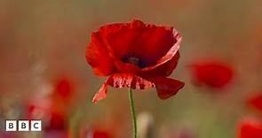 Remembrance: What is it and why is it important?