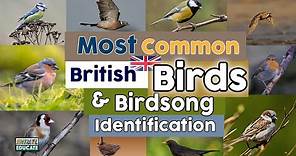 Most Common British Birds & Birdsong Identification