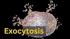 Exocytosis, Bulk transport across cell membrane