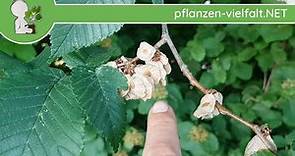Bergulme - Früchte/Samen (1/2) - 06.05.18 (Ulmus glabra) - heimische Bäume Bestimmung