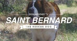 SAINT BERNARDS: RESCUING THE RESCUE DOG