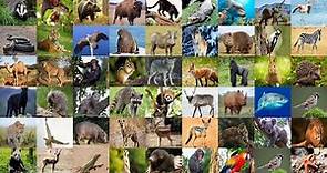 Wild Animals Vocabulary in English: Learn the Names of Popular Wild Animals for English Students