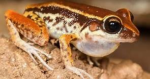 Amphibian Behavior and Diversity