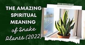 The Amazing Spiritual Meaning of Snake Plants (2022)