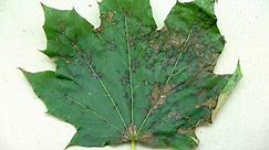 Anthracnose Diseases of Shade Trees