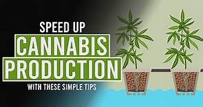 Speed up Cannabis Production with these simple tips!