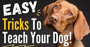 10 Impressive and Easy Dog Tricks to Teach Your Dog - They are Easier than you think!