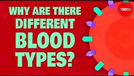 Why do blood types matter? - Natalie S. Hodge