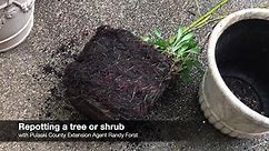 Step-by-Step: Repotting Trees and Shrubs