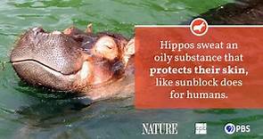 Hippo Fact Sheet