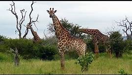 SOUTH AFRICA giraffes, Kruger national park (hd-video)