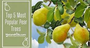 Top 5 Most Popular Pear Trees | NatureHills.com