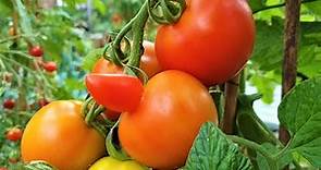 Tomato 'Previa' Solanum lycopersicum