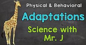 What are Adaptations? | Physical Adaptations & Behavioral Adaptations