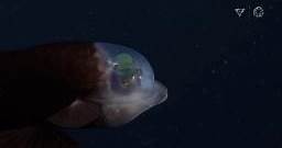 Logran grabar a este extraño pez que tiene la cabeza transparente y los ojos en el cráneo