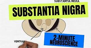 2-Minute Neuroscience: Substantia Nigra