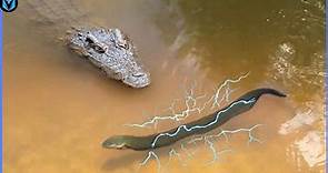 when Animals messed with the wrong crocodile !