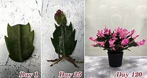 How to grow a Christmas Cactus from cuttings, fast and easy
