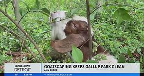 Goats return to Ann Arbor's Gallup Park to clear away invasive plants