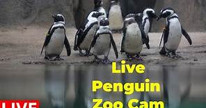 Live Penguin Feed | Welcome to Idaho Falls! | EarthCam