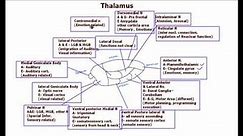 Thalamus / Nuclei/ functions