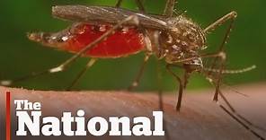 Zika Virus | Could Local Mosquitos Spread Disease?