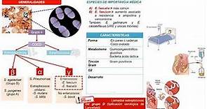 Bacteriología-Enterococcus