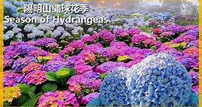 【繡球花系列18】繡球花旅行曹家花園---Fabulous Hydrangeas garden 陽明山的繡球花正在綻放，5~6月滿山的繡球，像極了盛大的煙火秀。＃伊恩愛種花＃陽明山繡球花