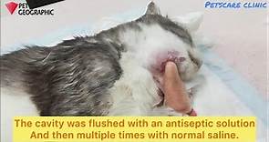 tooth abscess in cats