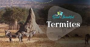 Termites | Arthropods | The Good and the Beautiful