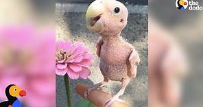 Naked Bird Who Lost Her Feathers Is So Loved Now | The Dodo