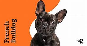 Everything to Know About French Bulldogs