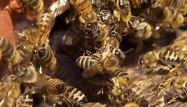 natürlich!: Züchter von Bienenköniginnen