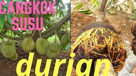 Cangkok Durian Omongkosongo