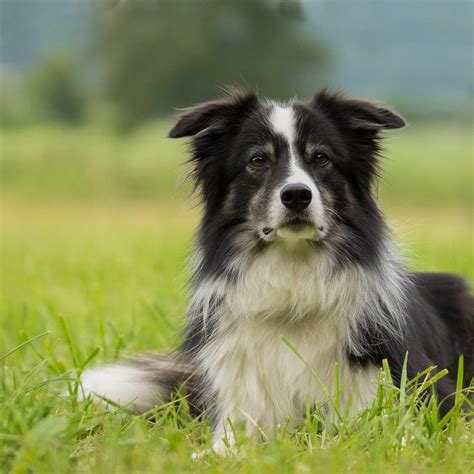 Collie
