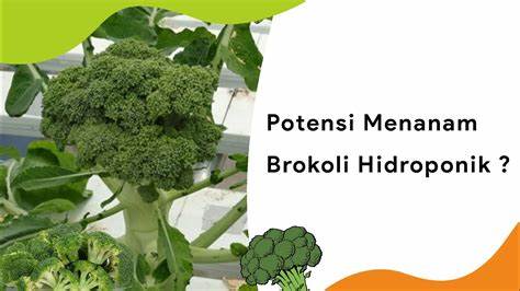 Brokoli Hidroponik: Solusi Sehat dalam Pertanian di Indonesia