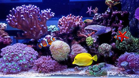 Cleaning and Preparing Your Saltwater Fish Tank and Equipment