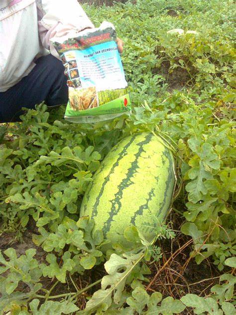 jenid tanah untuk semangka besar