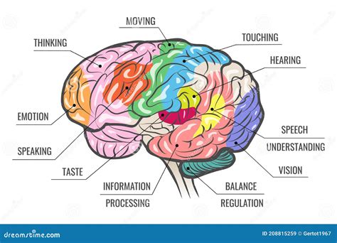 Brain Function