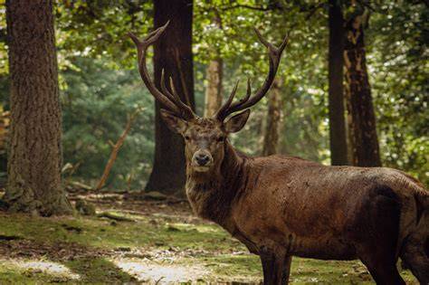 Cerf