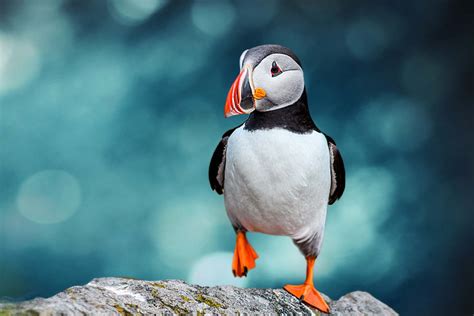 El Puffin