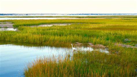 Marsh