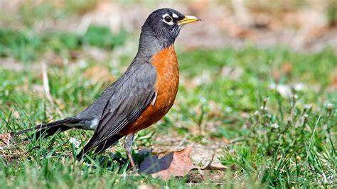 Robin