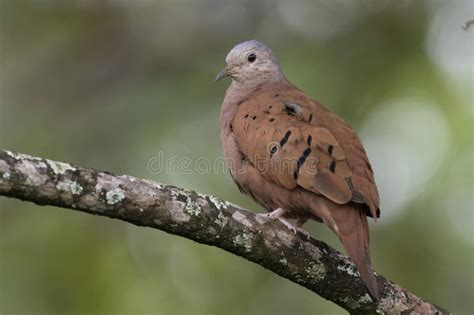 Rudosa