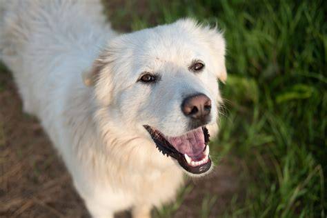 S Dog